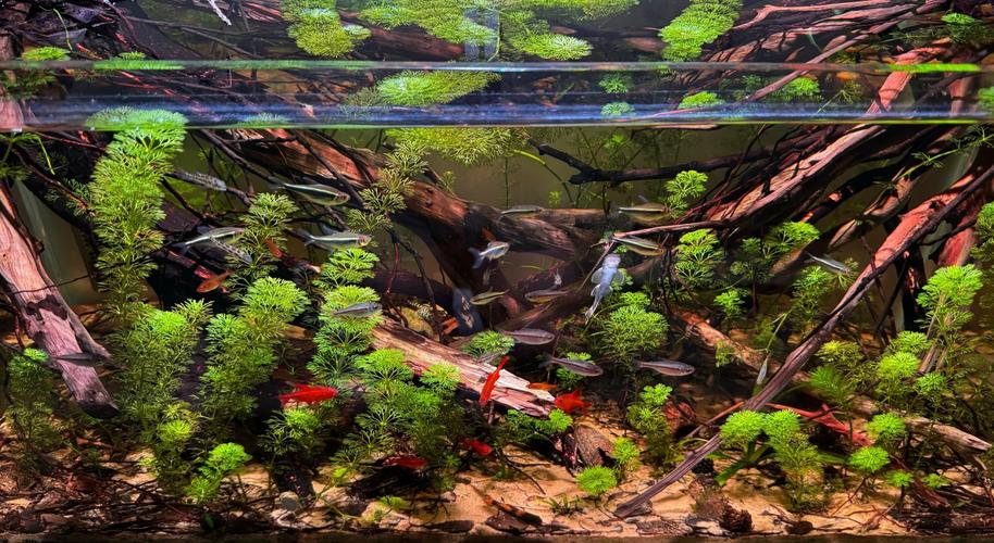 打造清澈南美水族箱 環境設置與維護指南